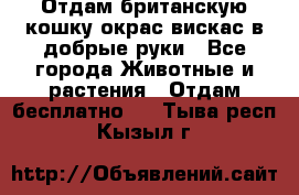 Отдам британскую кошку окрас вискас в добрые руки - Все города Животные и растения » Отдам бесплатно   . Тыва респ.,Кызыл г.